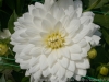 DSC01002_DxO