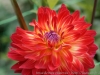 DSC01010_DxO