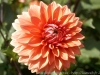 DSC01019_DxO_1