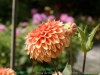 DSC01020_DxO