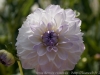 DSC01028_DxO