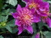 DSC01031_DxO