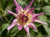 DSC01035_DxO