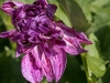 DSC01039_DxO
