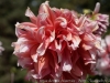 DSC01040_DxO