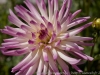 DSC01042_DxO