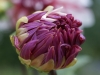 DSC01048_DxO