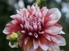 DSC01049_DxO