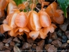 DSC01225_DxO
