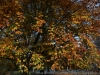 DSC01495_DxO1