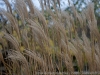 DSC01518_DxO