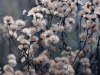 DSC01544_DxO