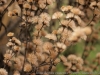 DSC01553_DxO