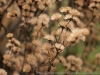 DSC01554_DxO