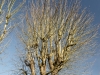 DSC01593_DxO