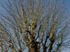 DSC01597_DxO