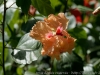 DSC01831_DxO