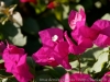 DSC02034_DxO