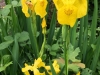 IMG_4875_DxO