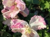 IMG_4818_DxO