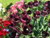 IMG_4820_DxO