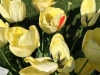 IMG_4826_DxO_1