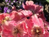 IMG_4833_DxO_1