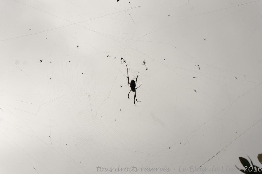 DSC02378_DxO