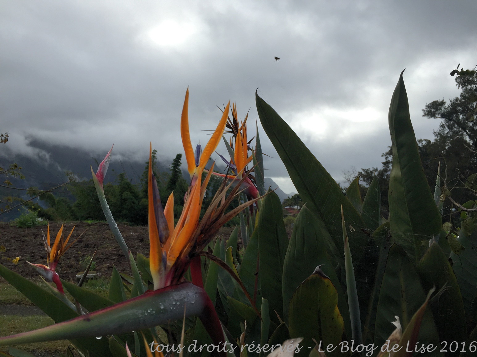 IMG_4983_DxO