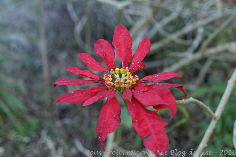 DSC02471_DxO