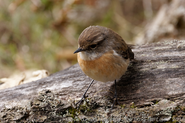 DSC02416_DxO