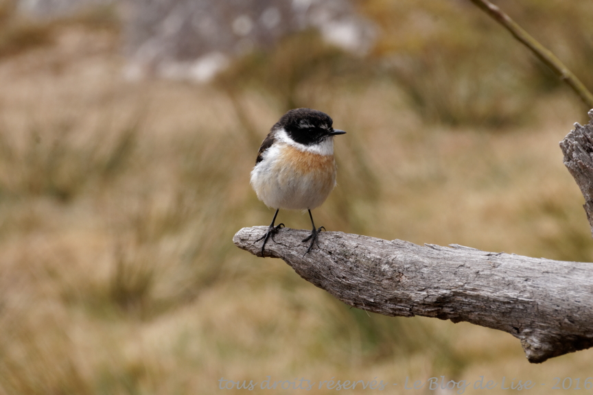 DSC02423_DxO