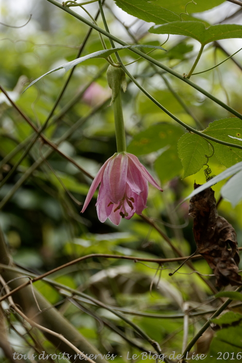 DSC02435_DxO