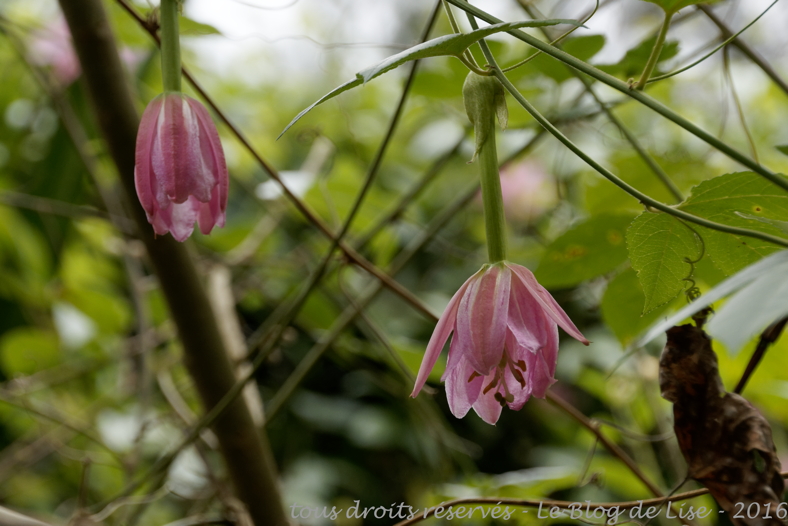 DSC02436_DxO