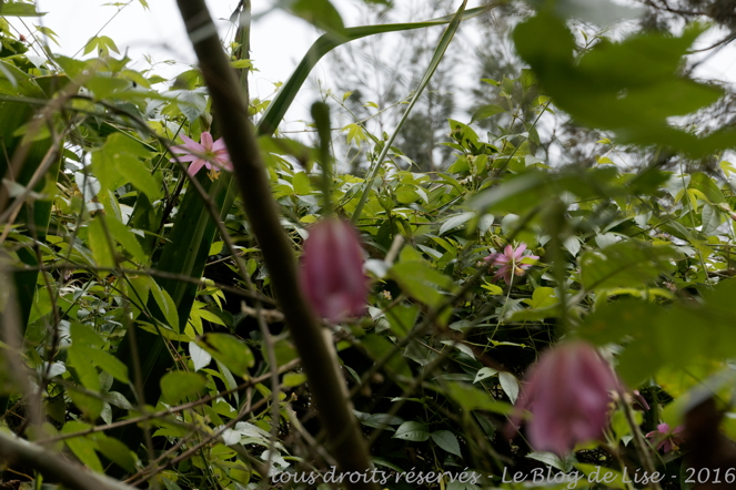 DSC02438_DxO