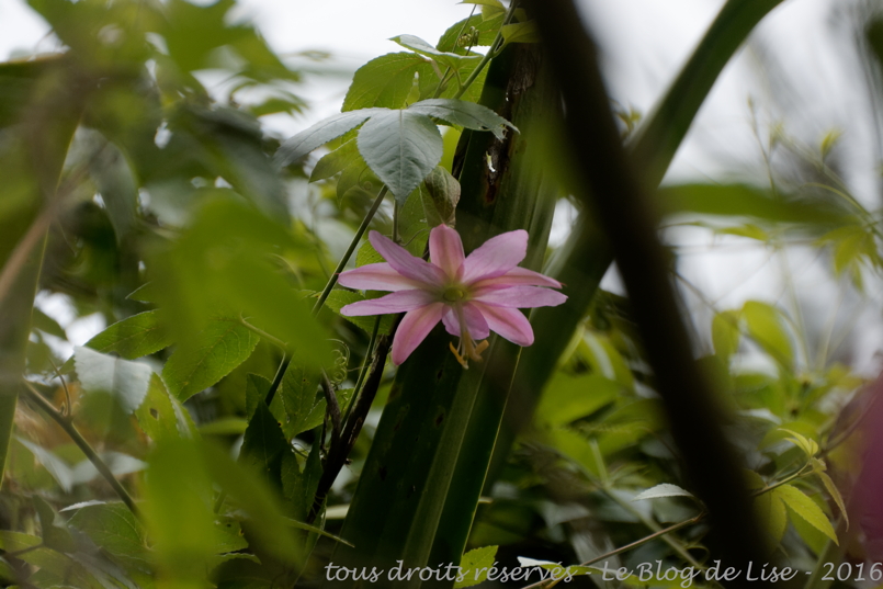 DSC02439_DxO