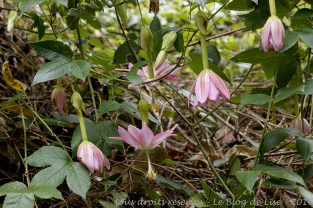DSC02440_DxO