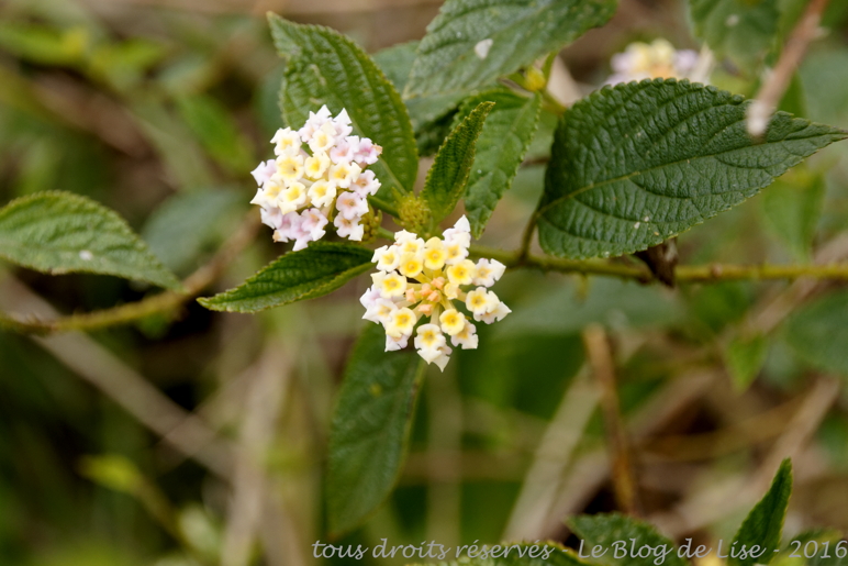 DSC02446_DxO_1