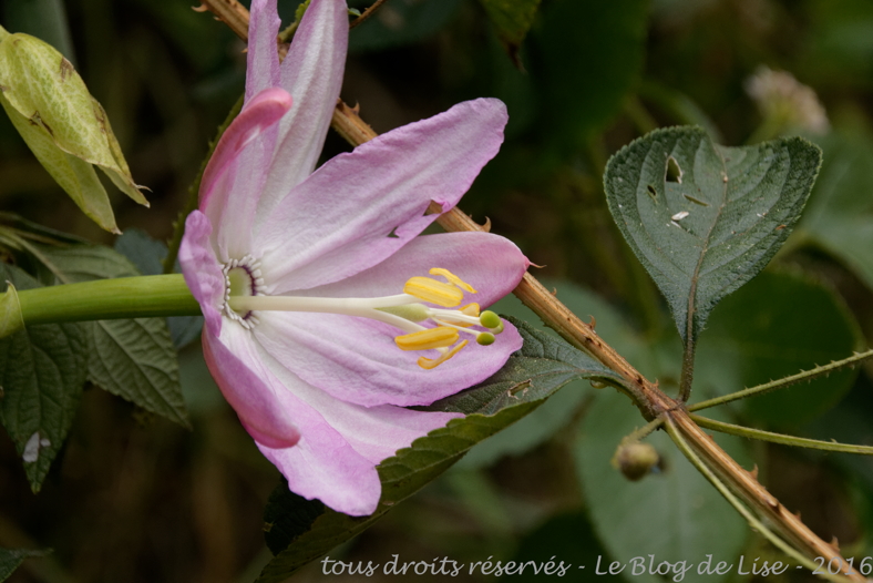 DSC02451_DxO