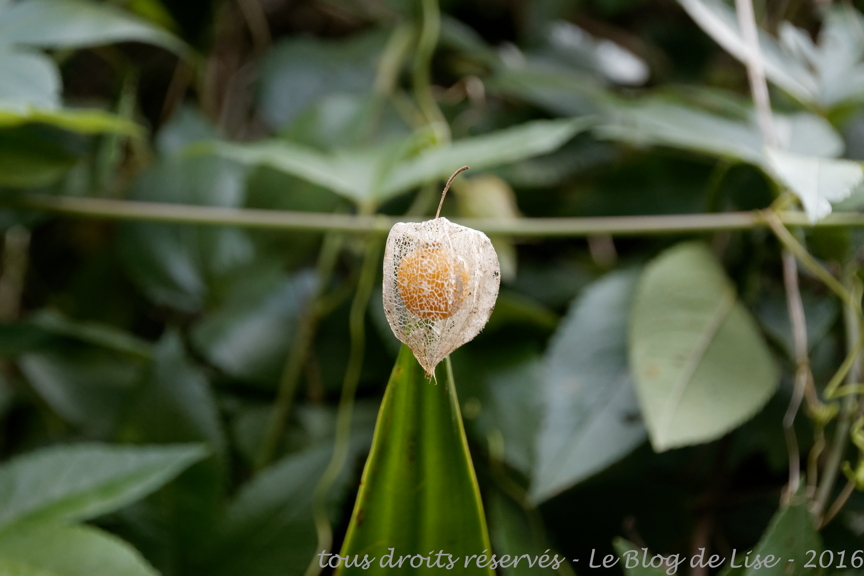 DSC02461_DxO