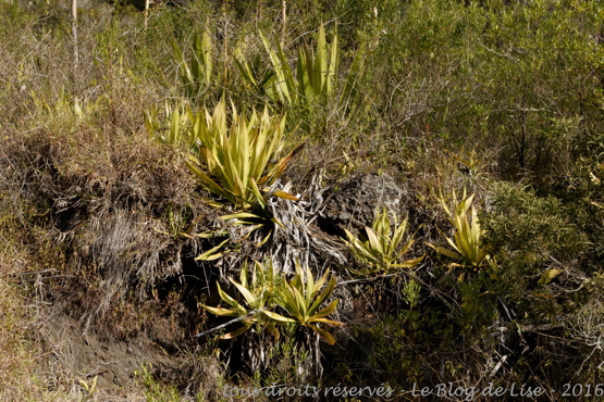 DSC02467_DxO