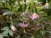 DSC02440_DxO