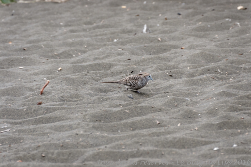 DSC02693_DxO