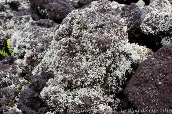 DSC02595_DxO