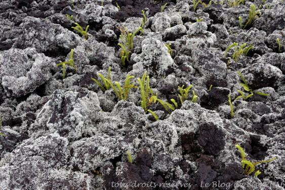 DSC02597_DxO