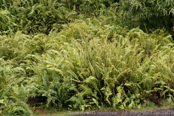 DSC02602_DxO