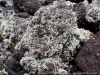 DSC02595_DxO