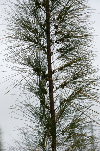 DSC02614_DxO