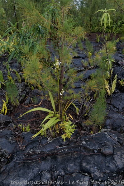 DSC02635_DxO