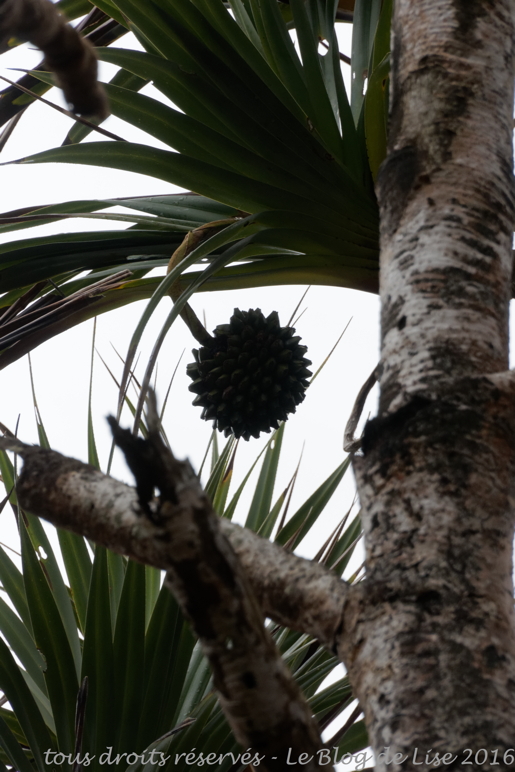 DSC02651_DxO